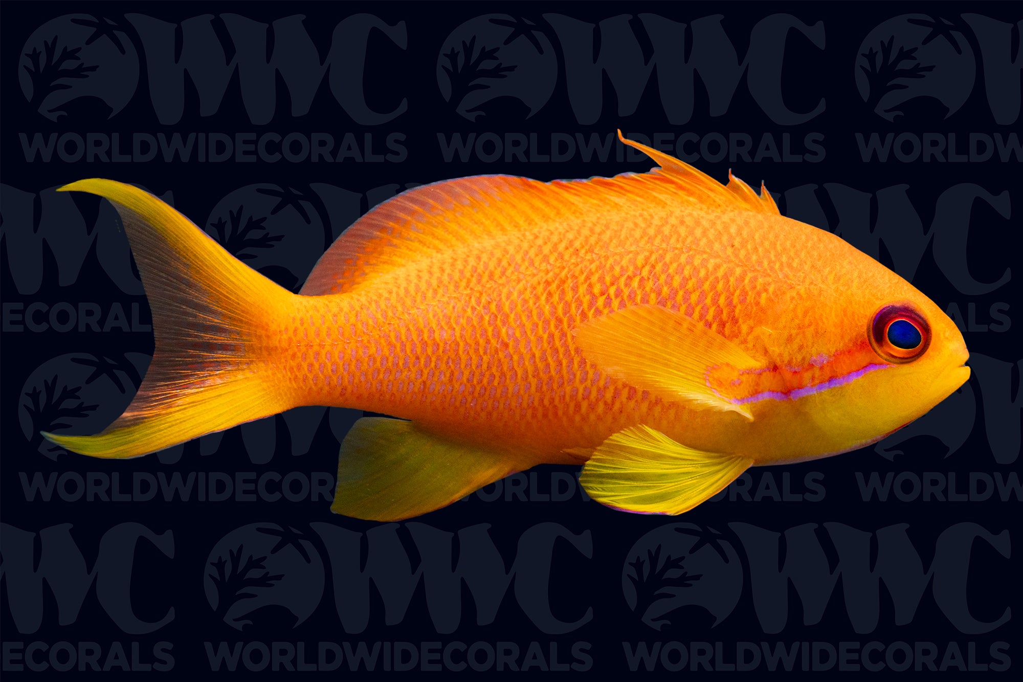 Lyretail Anthias - Female - Fiji