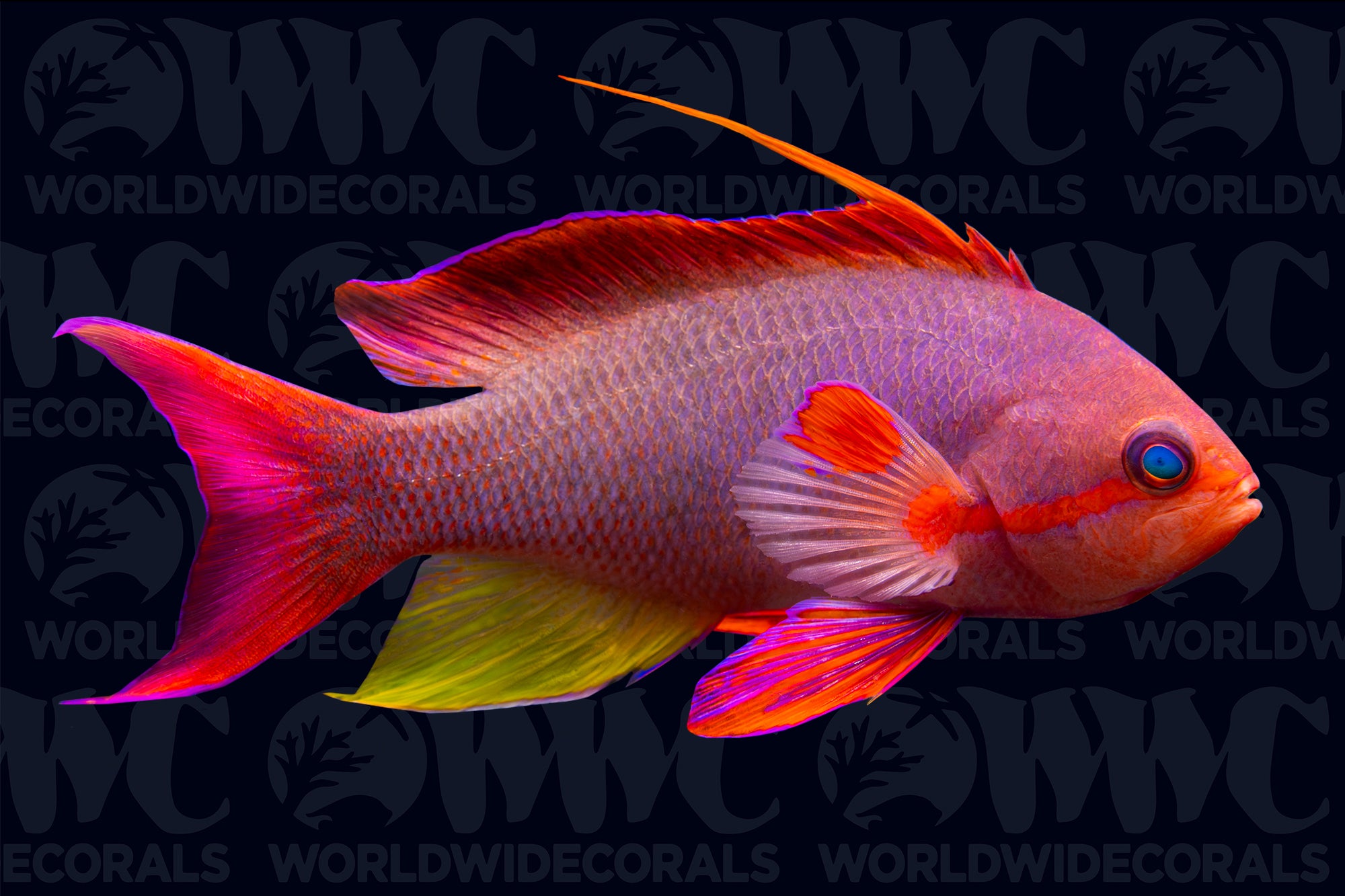 Lyretail Anthias - Male - Fiji
