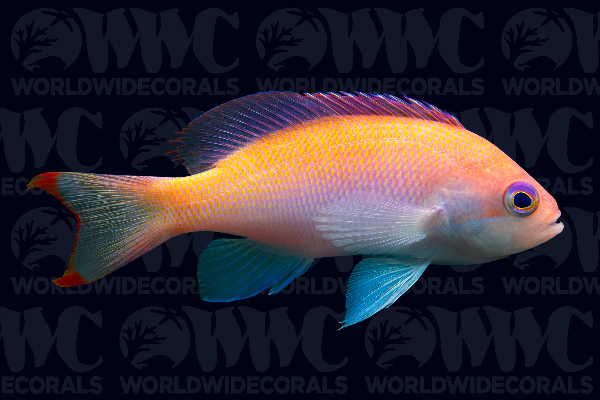 Stocky Anthias - Female - Fiji