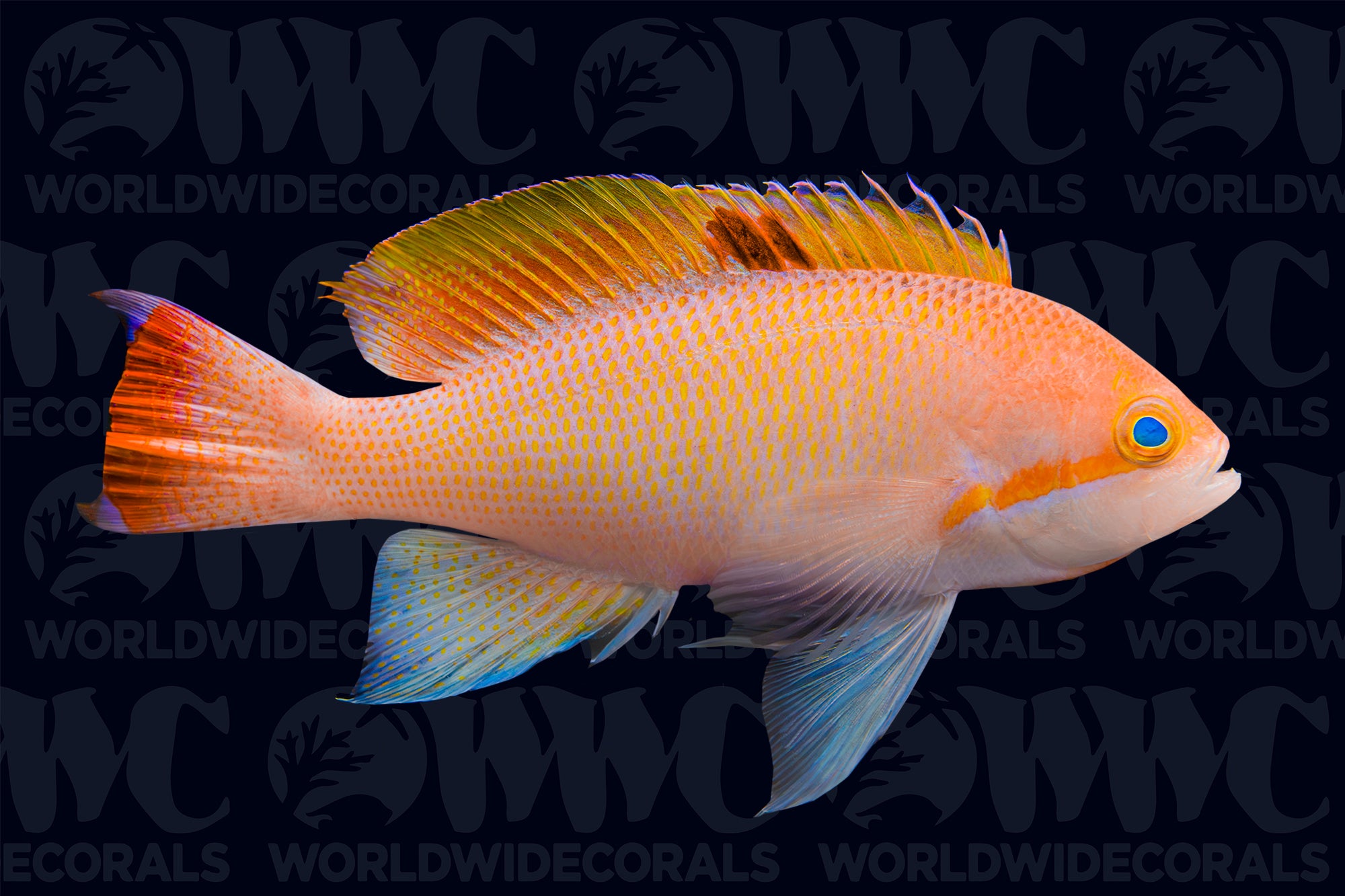 Stocky Anthias - Male - Fiji