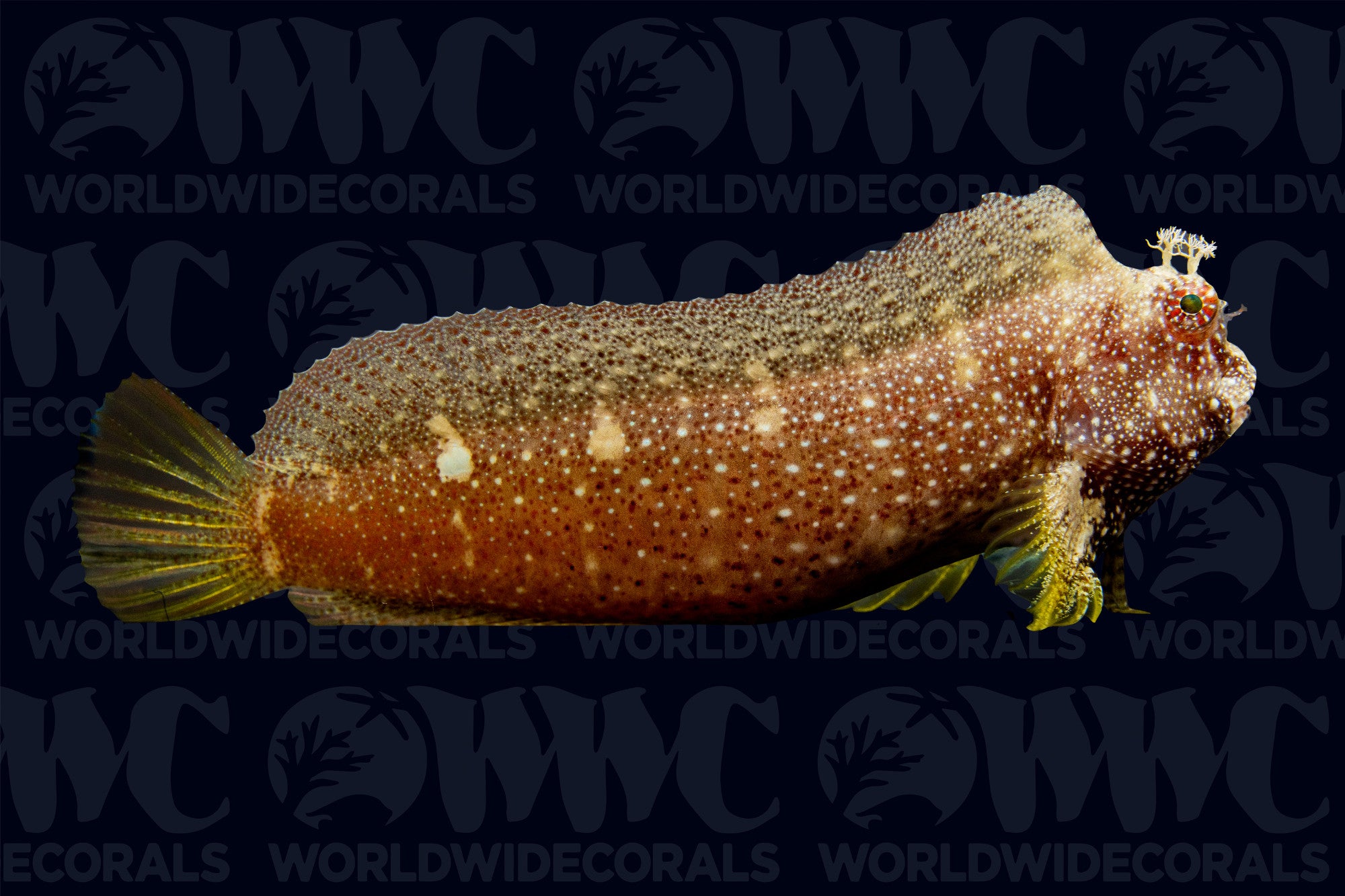 Starry Blenny - Philippines