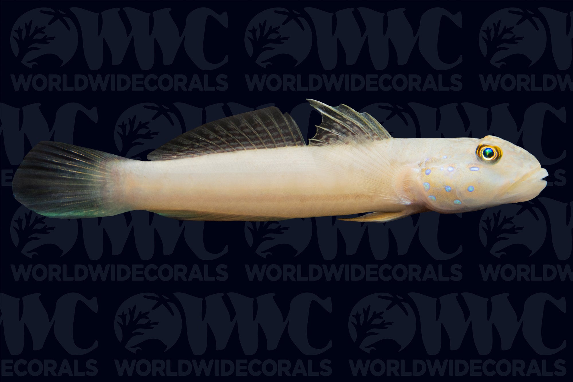 Blue Dot Sleeper Goby - Fiji