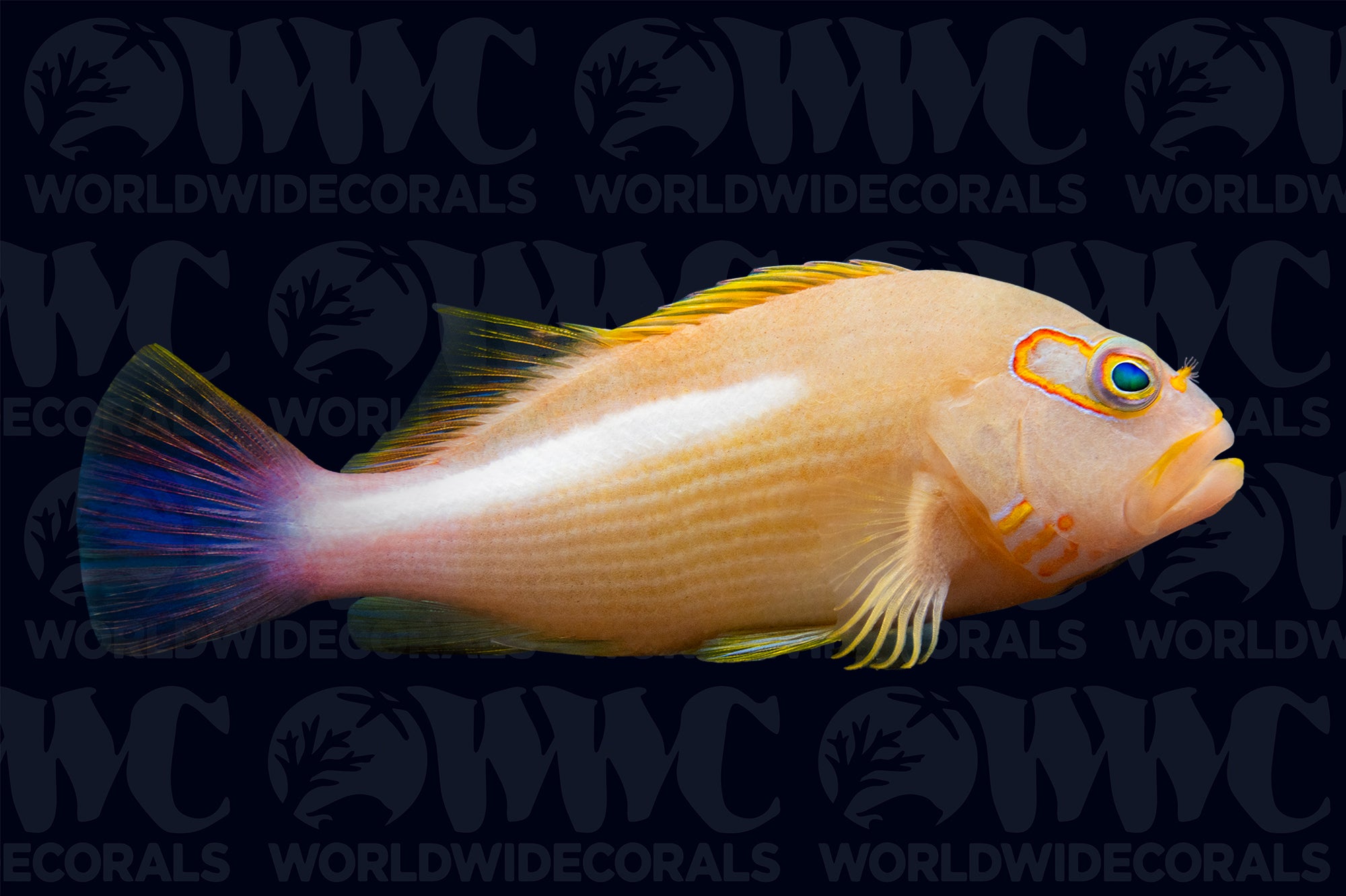 Arc Eye Hawkfish - Fiji