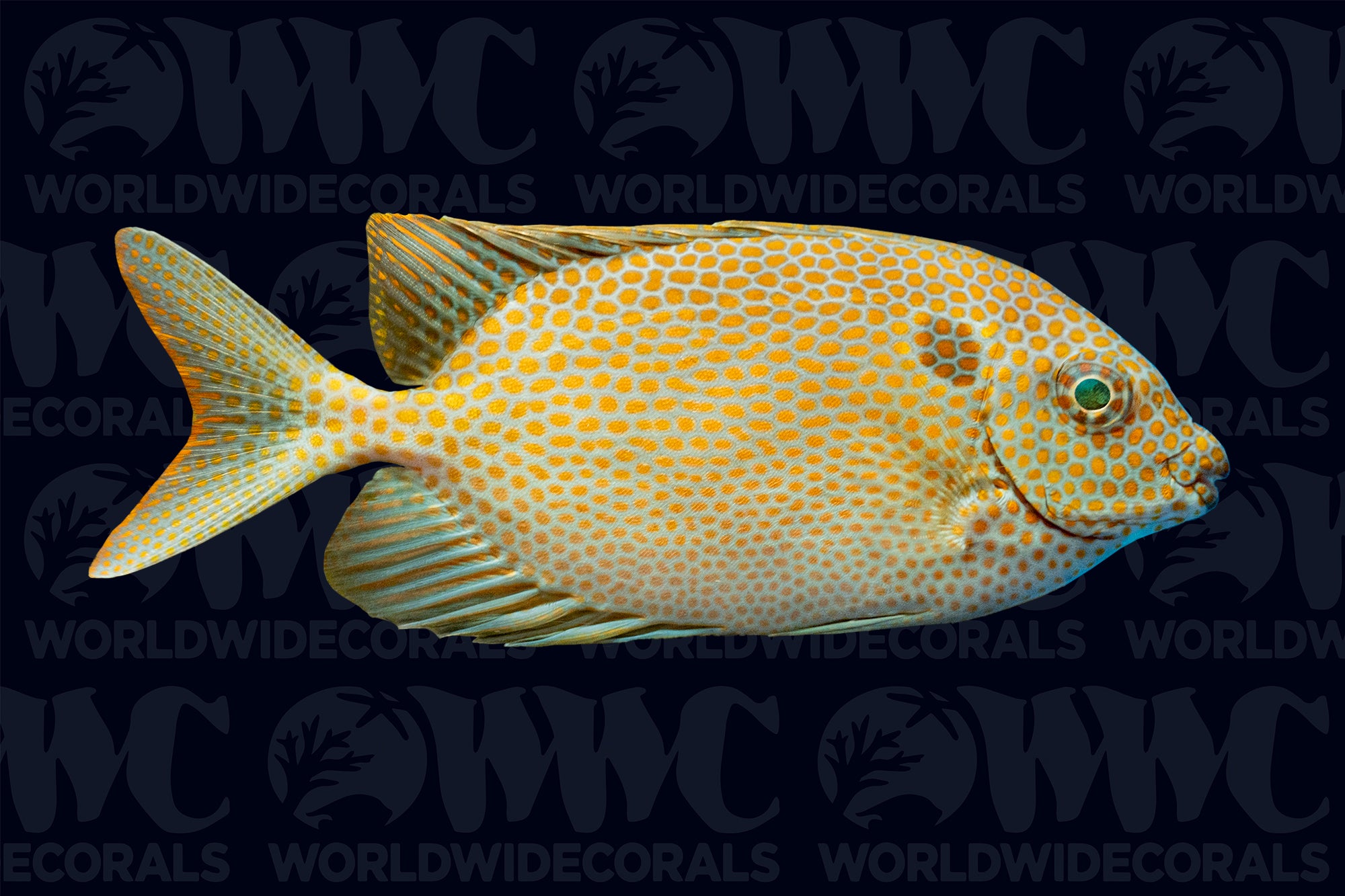 Gold Spotted Rabbitfish - Fiji