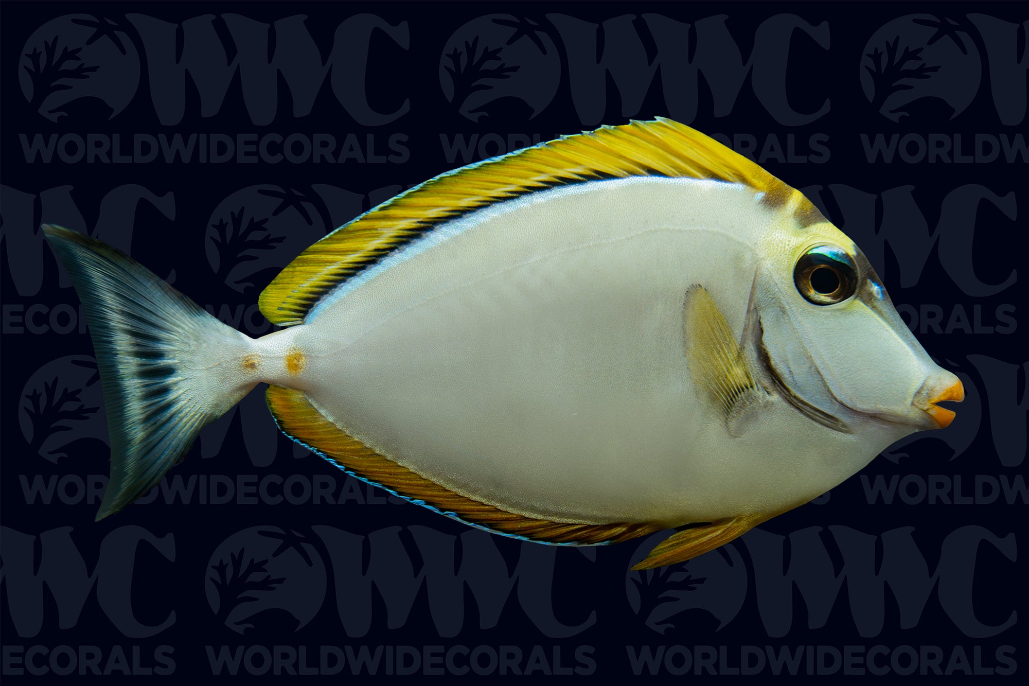 Blonde Naso Tang - Maldives