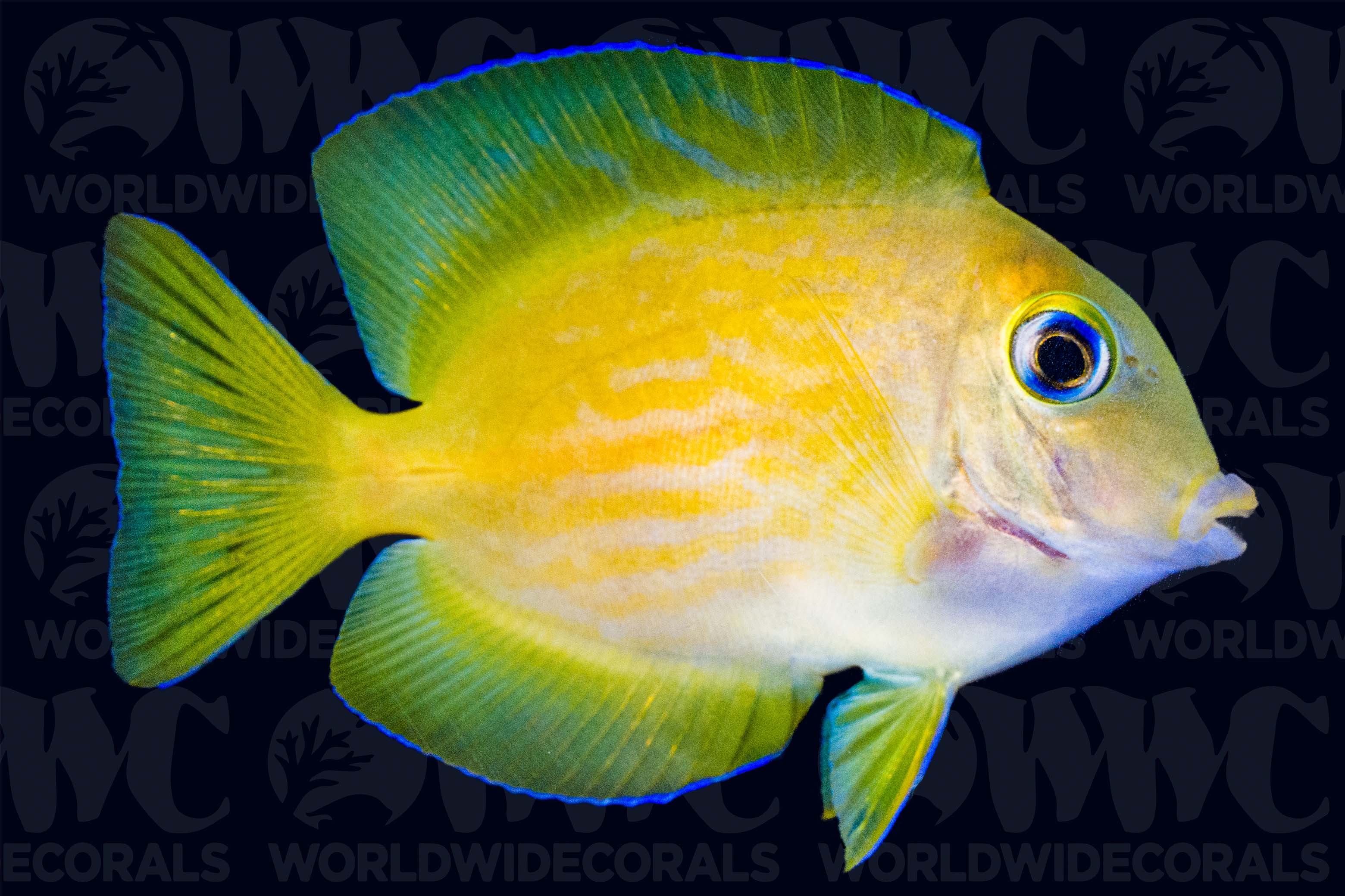 Short-Tail Bristletooth Tang - Fiji