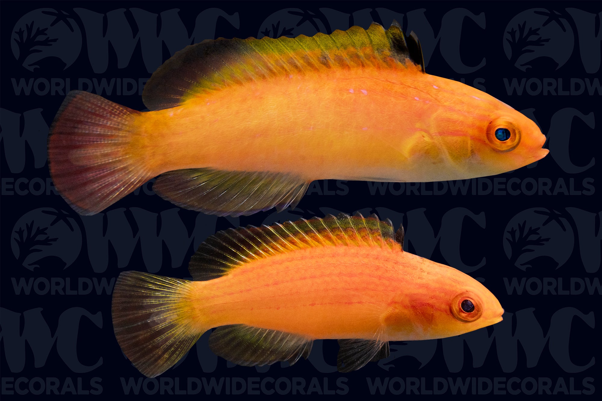Nahacky's Fairy Wrasse - Pair - Fiji