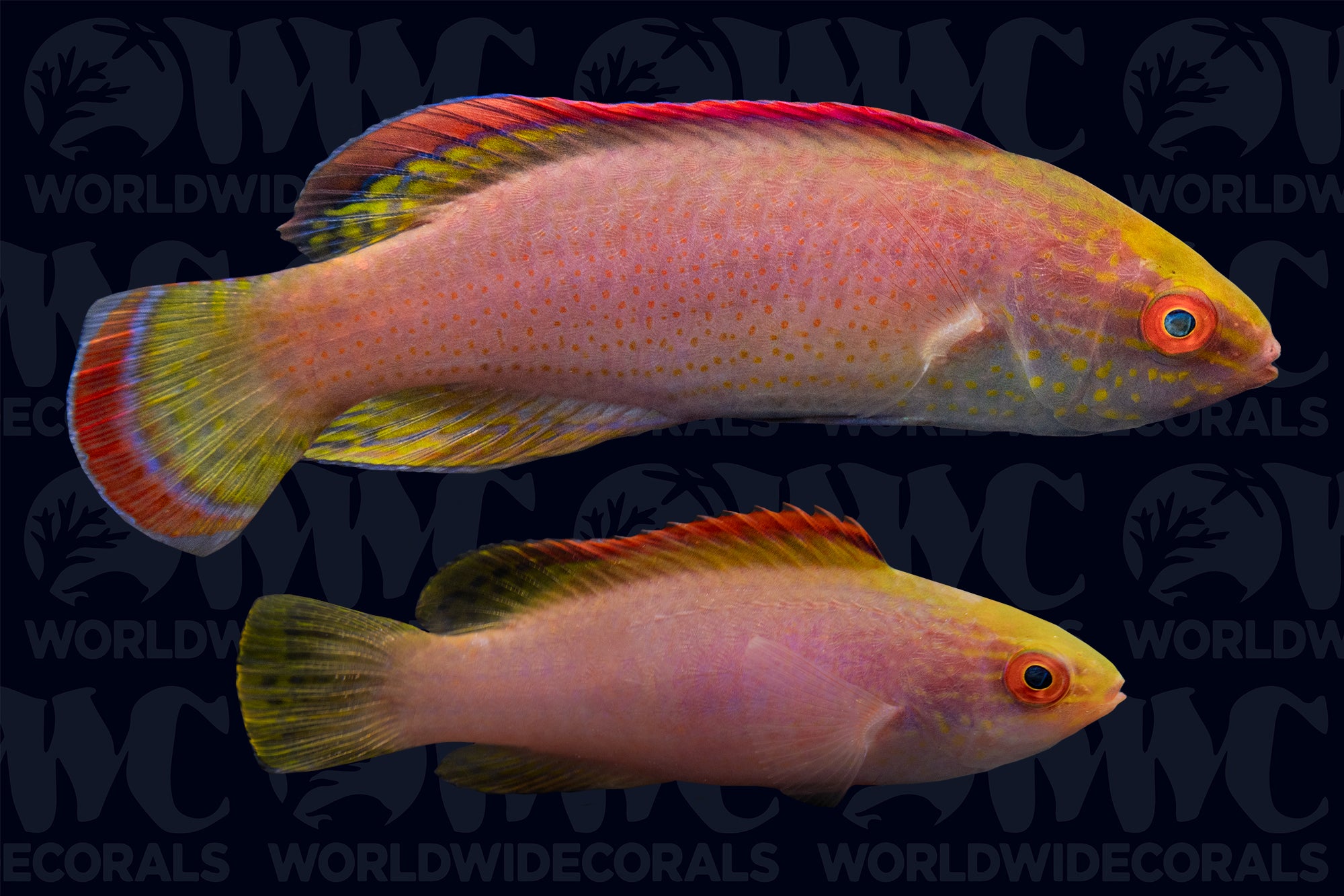 Pink Margin Fairy Wrasse - Pair - Fiji