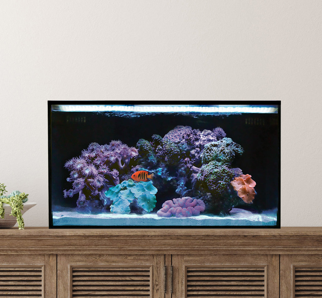 Innovative Marine Fusion 20 AIO Long Aquarium - Desktop Starter Kit