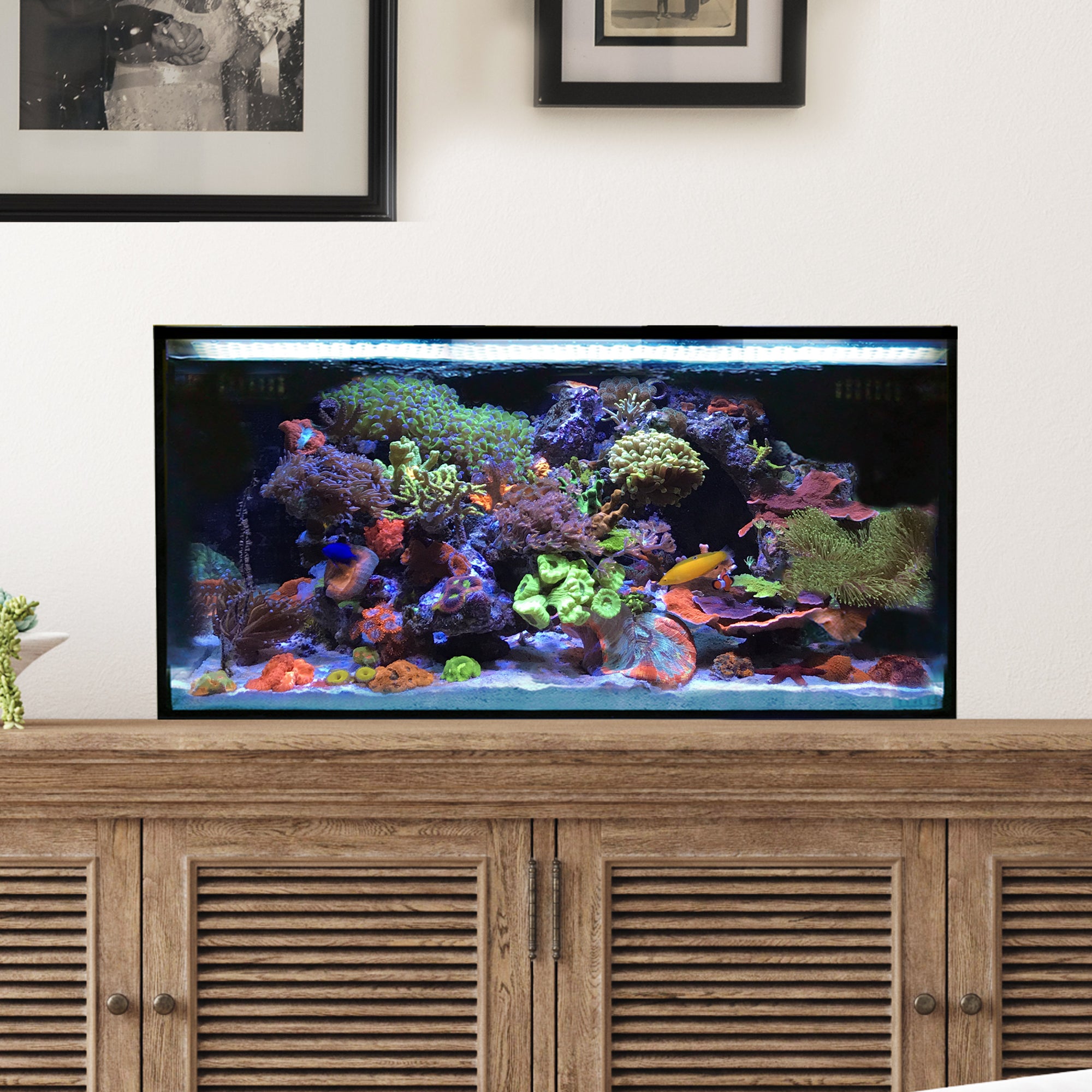 Innovative Marine Fusion 25 AIO Lagoon Aquarium - Desktop Starter Kit
