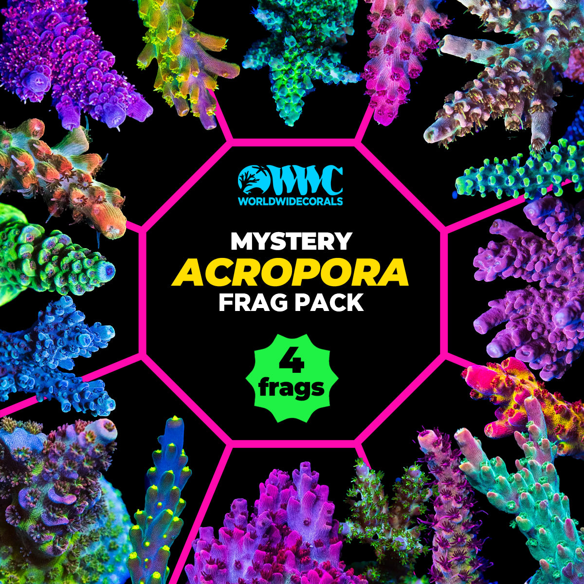 Mystery Acropora Frag Pack (4 Frags)