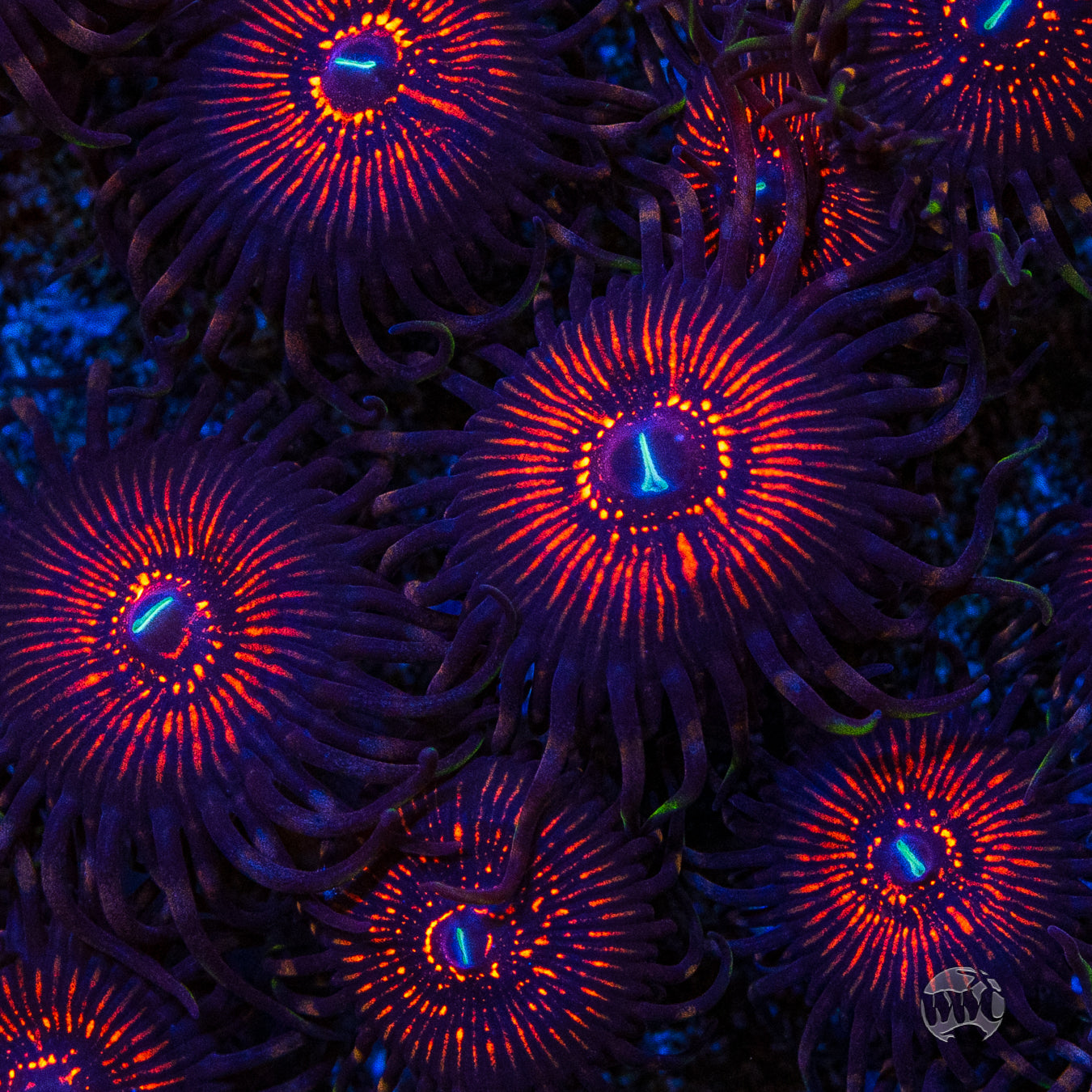 ARC Nightcrawler Zoanthids