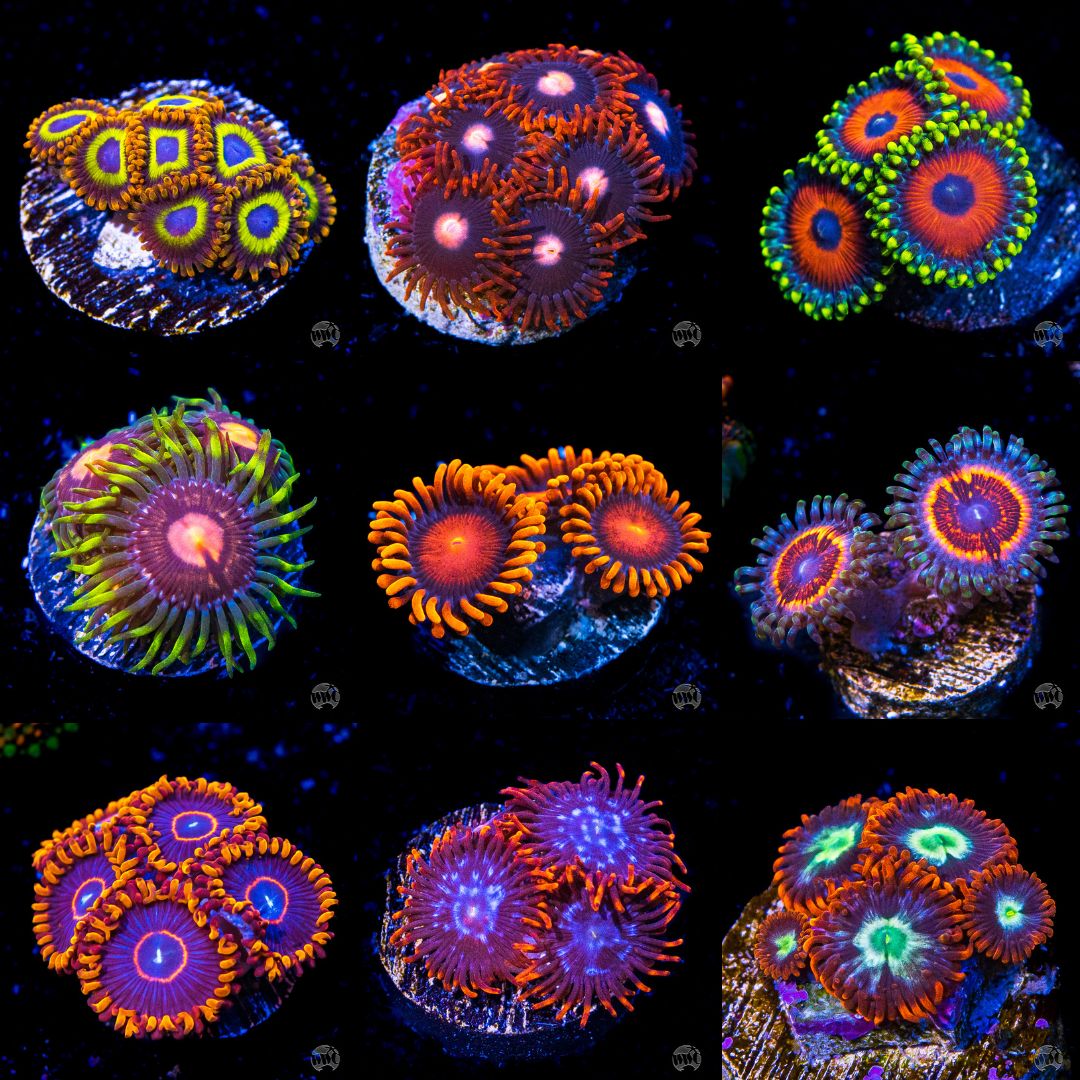 Mystery Zoanthid Coral 3 Pack