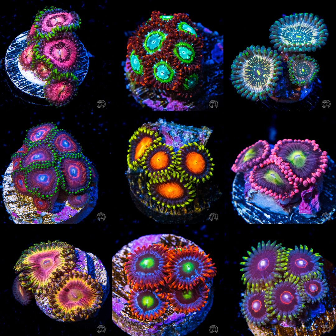 Mystery Zoanthid Coral 3 Pack