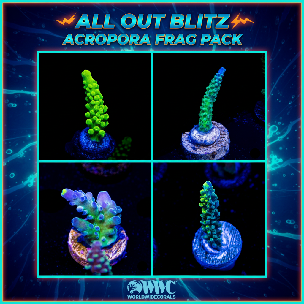 All Out Blitz Beginner Acropora Frag Pack