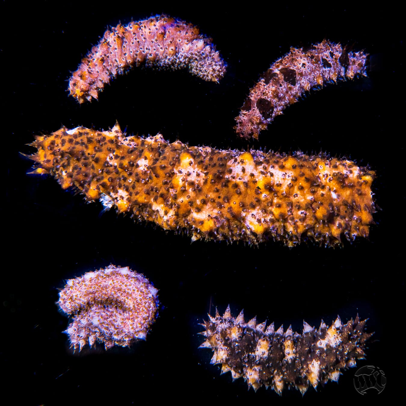 Sand-Sifting Reef Cucumber