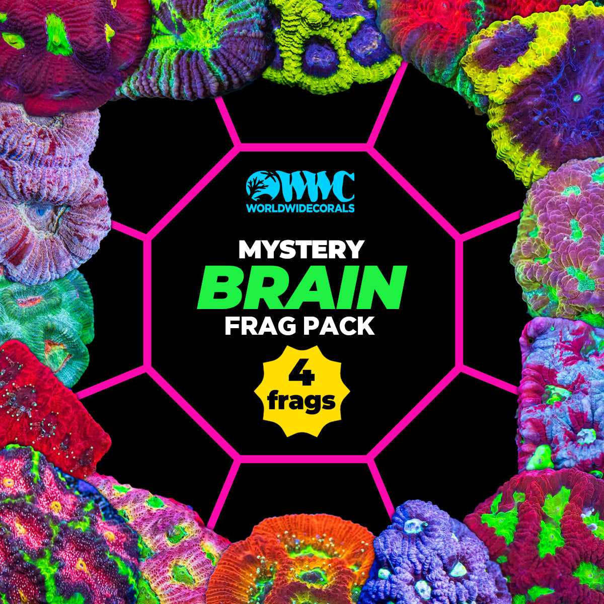 Mystery Brain Frag Pack (4 Frags)