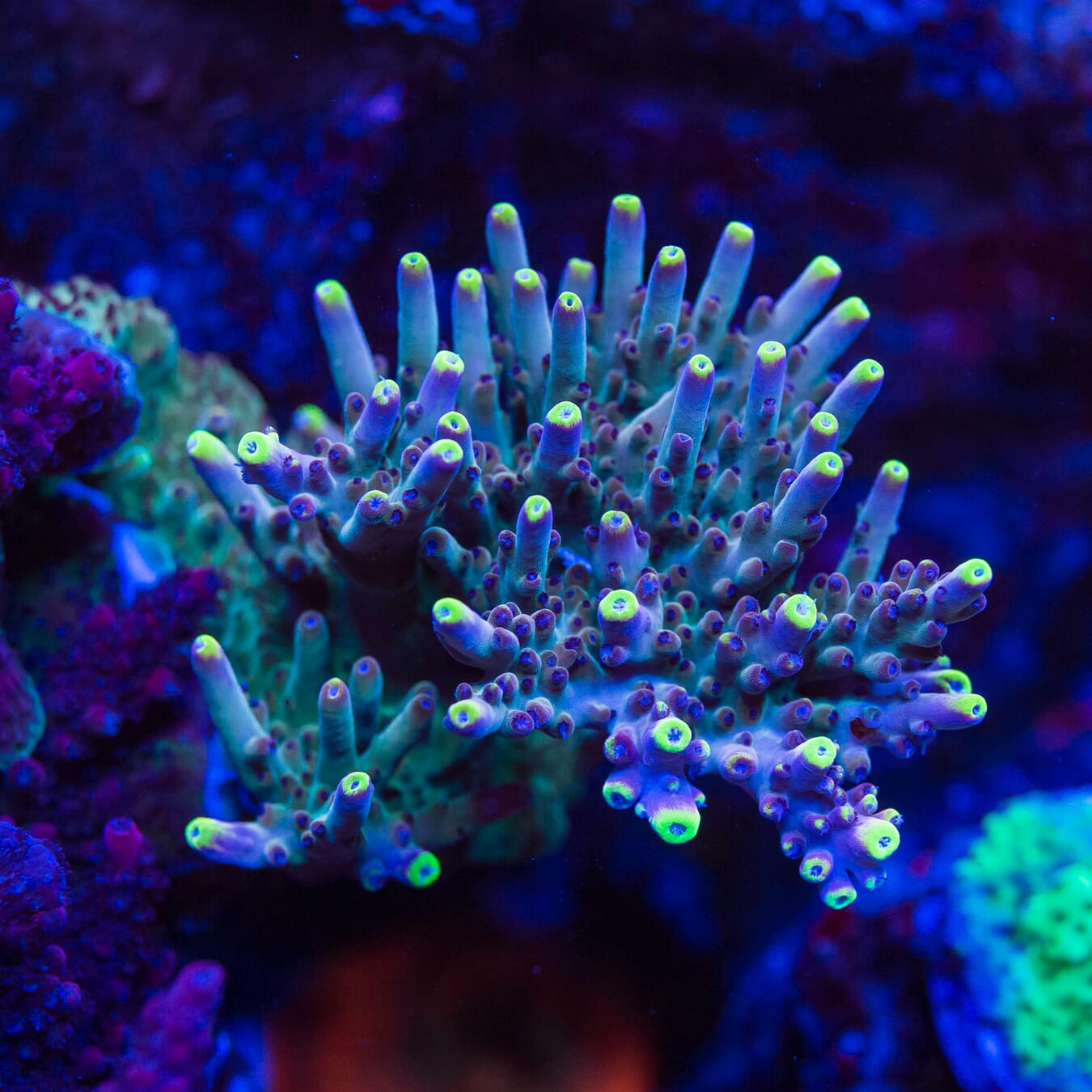 BR Bio Flame Acropora - Mother Colony