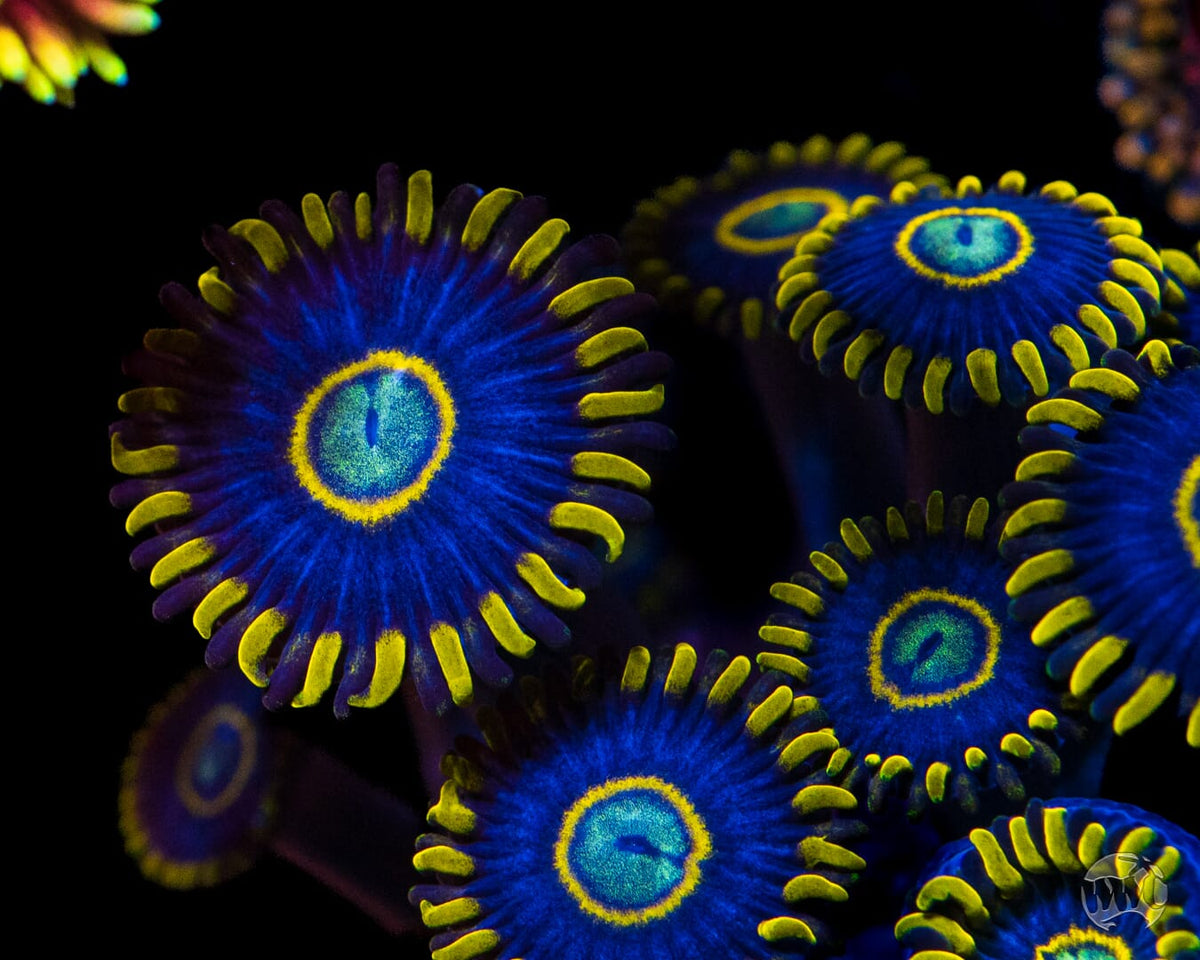Blue Hornet Zoanthids - Mother Colony