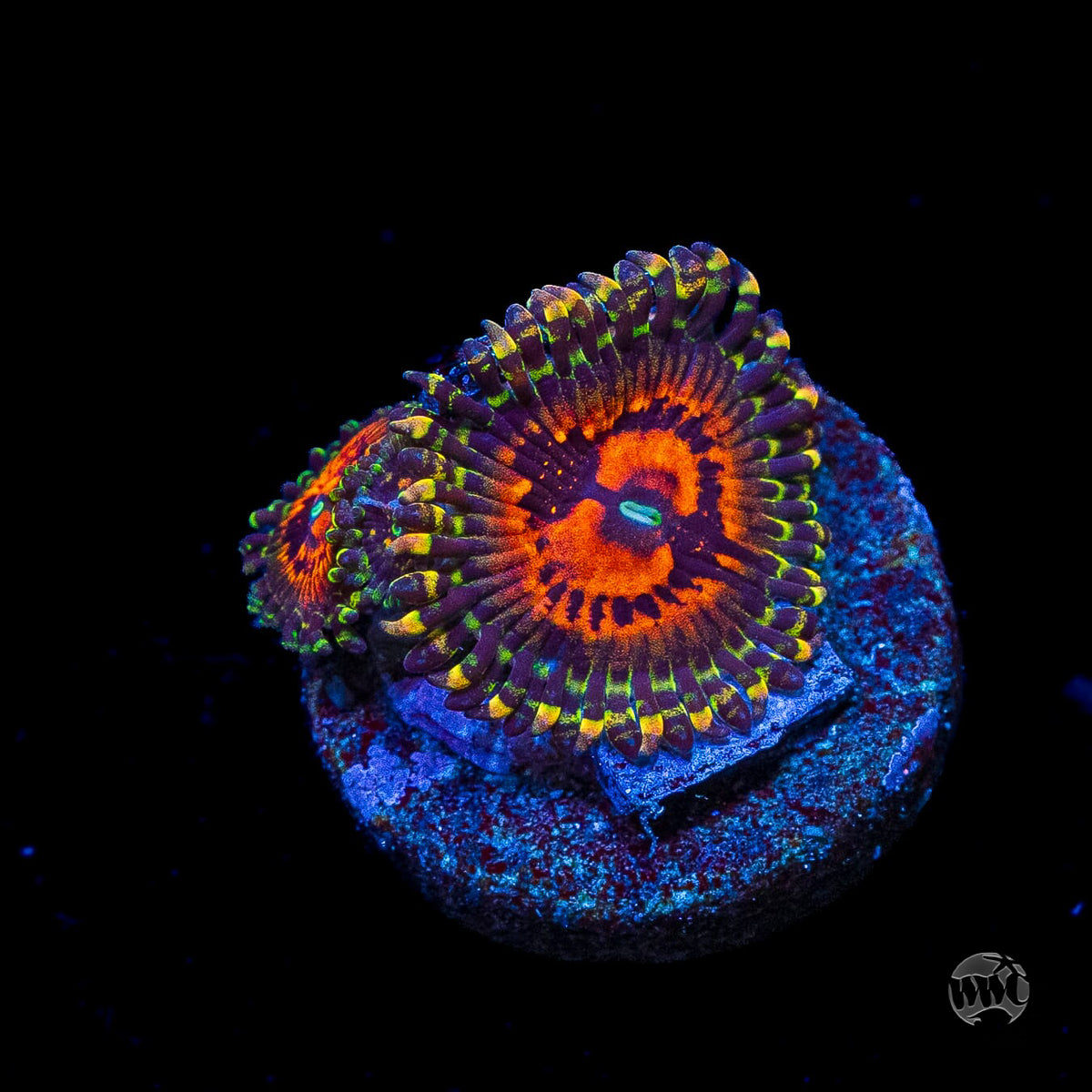 Bowtie Blaster Zoanthids
