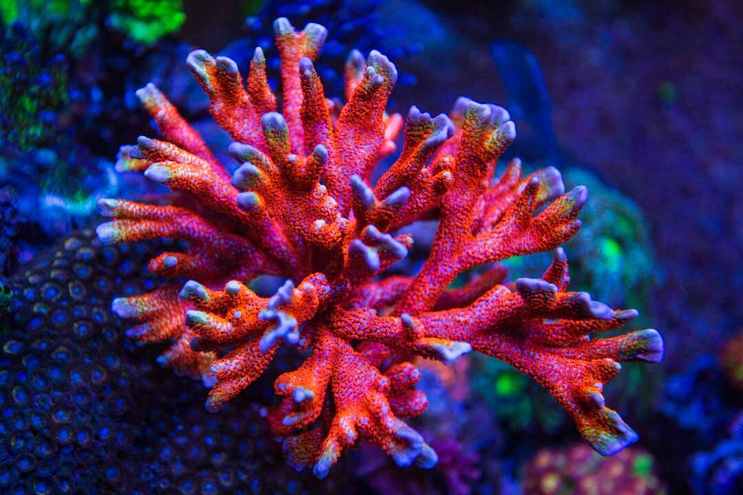 Bubblegum Digitata Montipora Coral