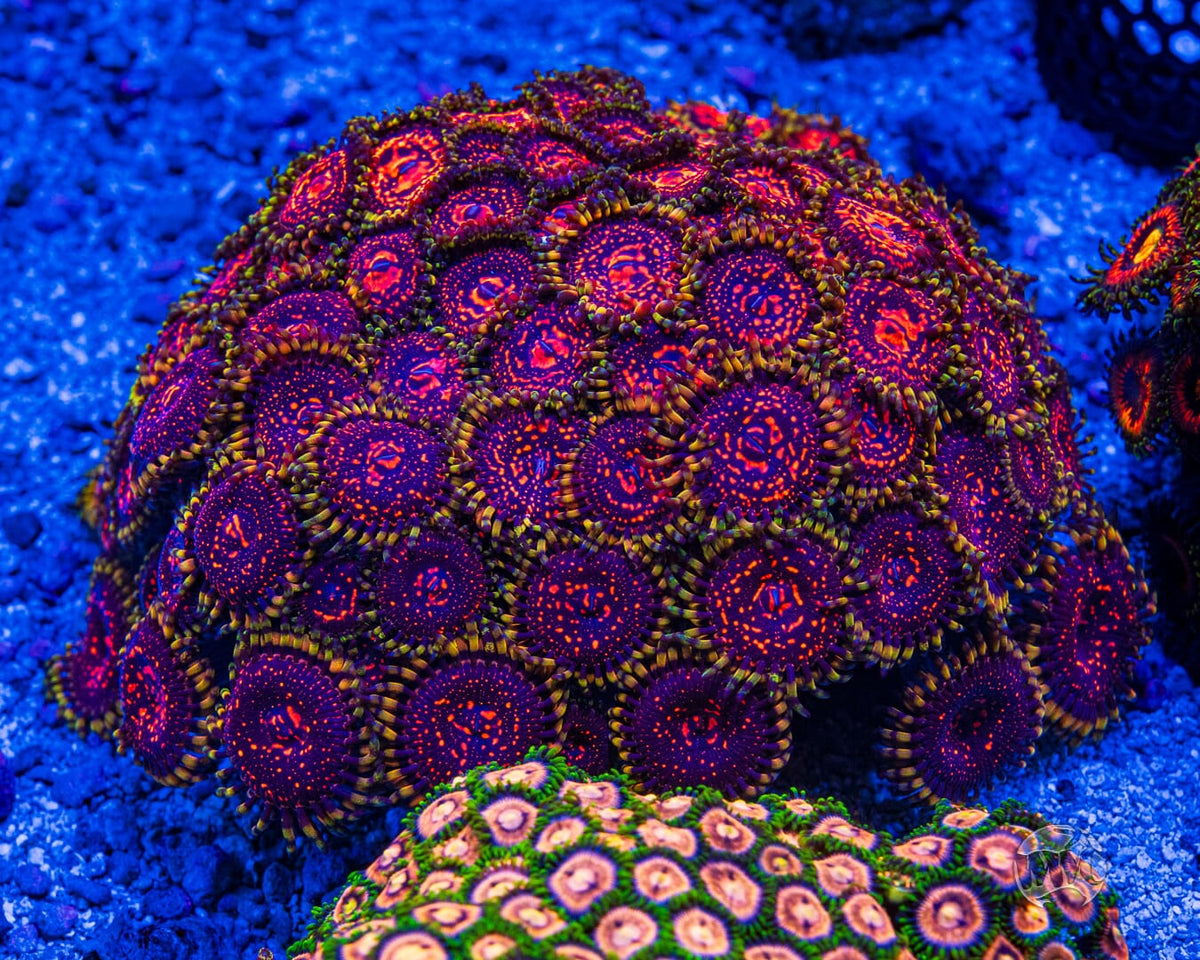 CC Flaming Brohican Zoanthids - Mother Colony