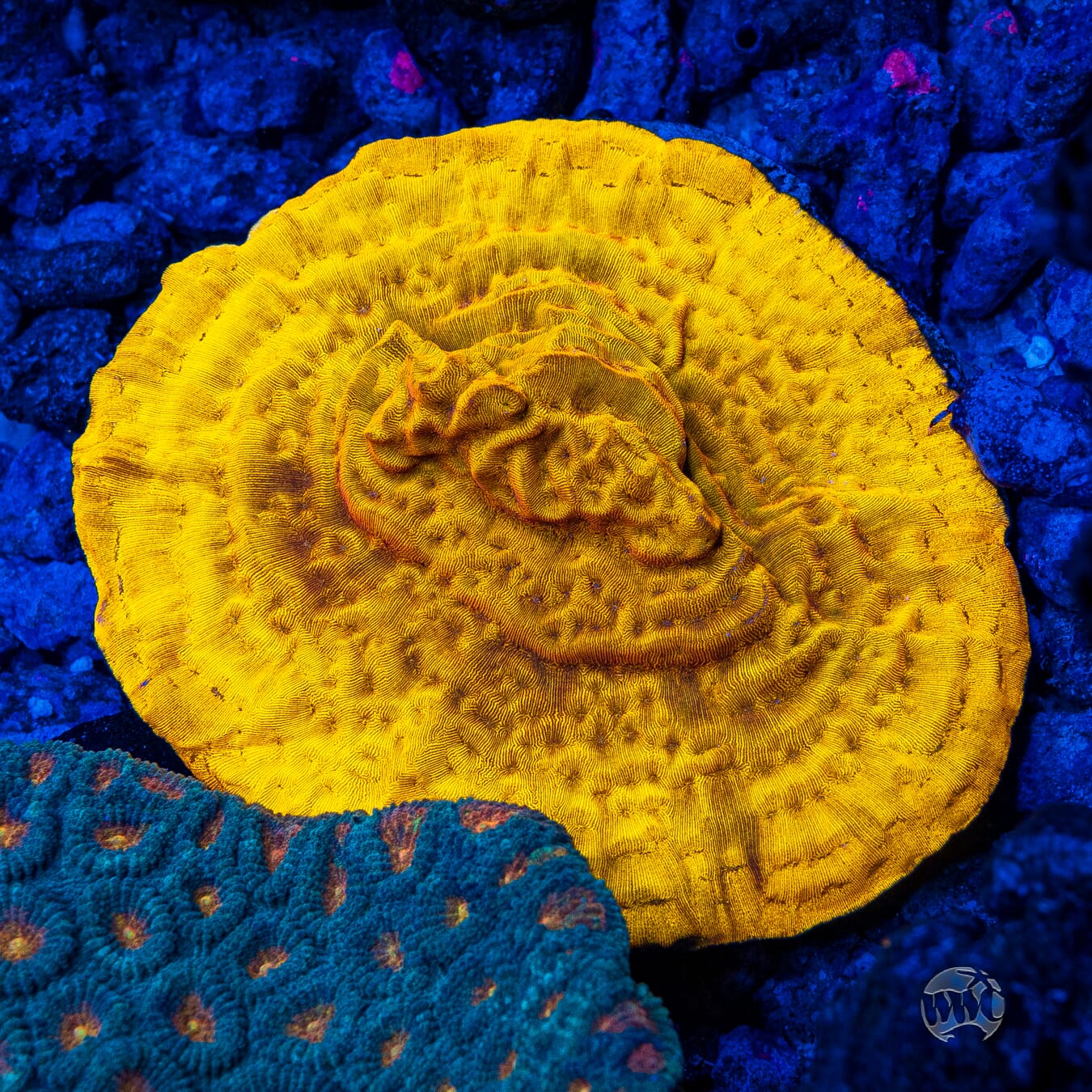 CC Tangerine Juice Leptoseris - Mother Colony