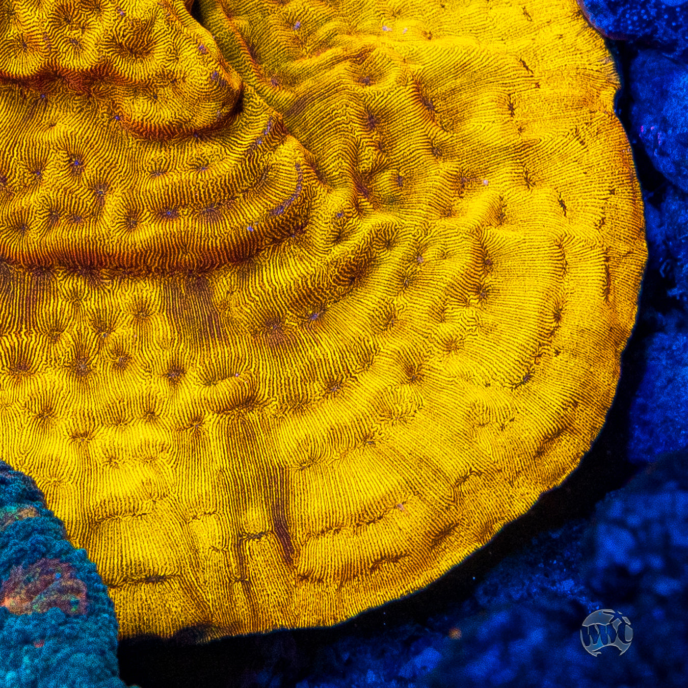 CC Tangerine Juice Leptoseris Coral