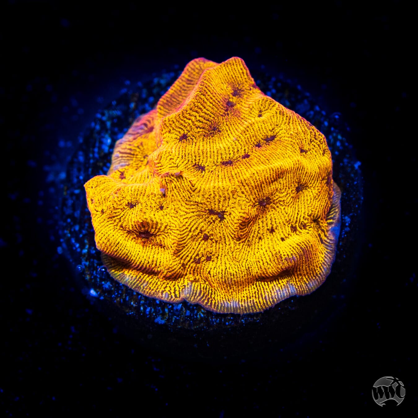 CC Tangerine Juice Leptoseris Coral