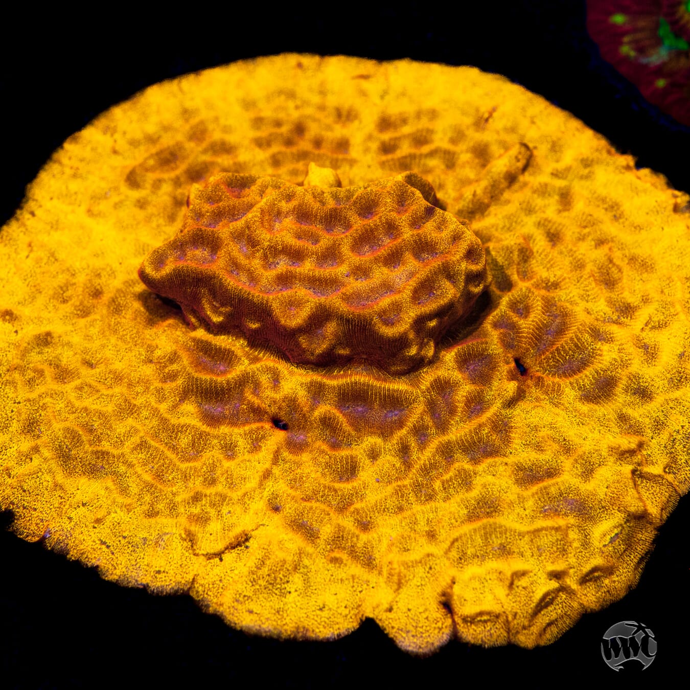 CC Tangerine Juice Leptoseris - Mother Colony Photo