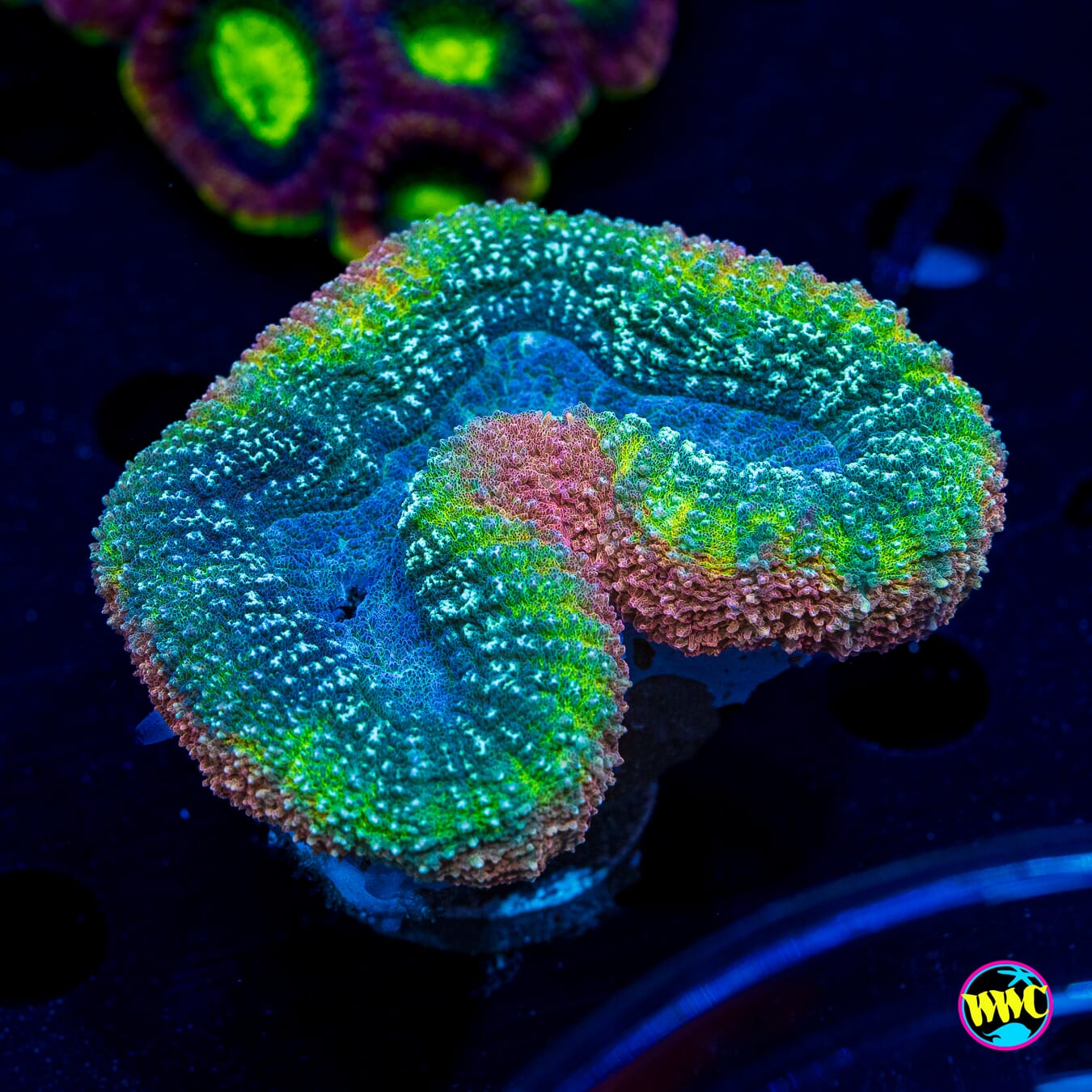 Rasta Lobophyllia - Daylight Photo