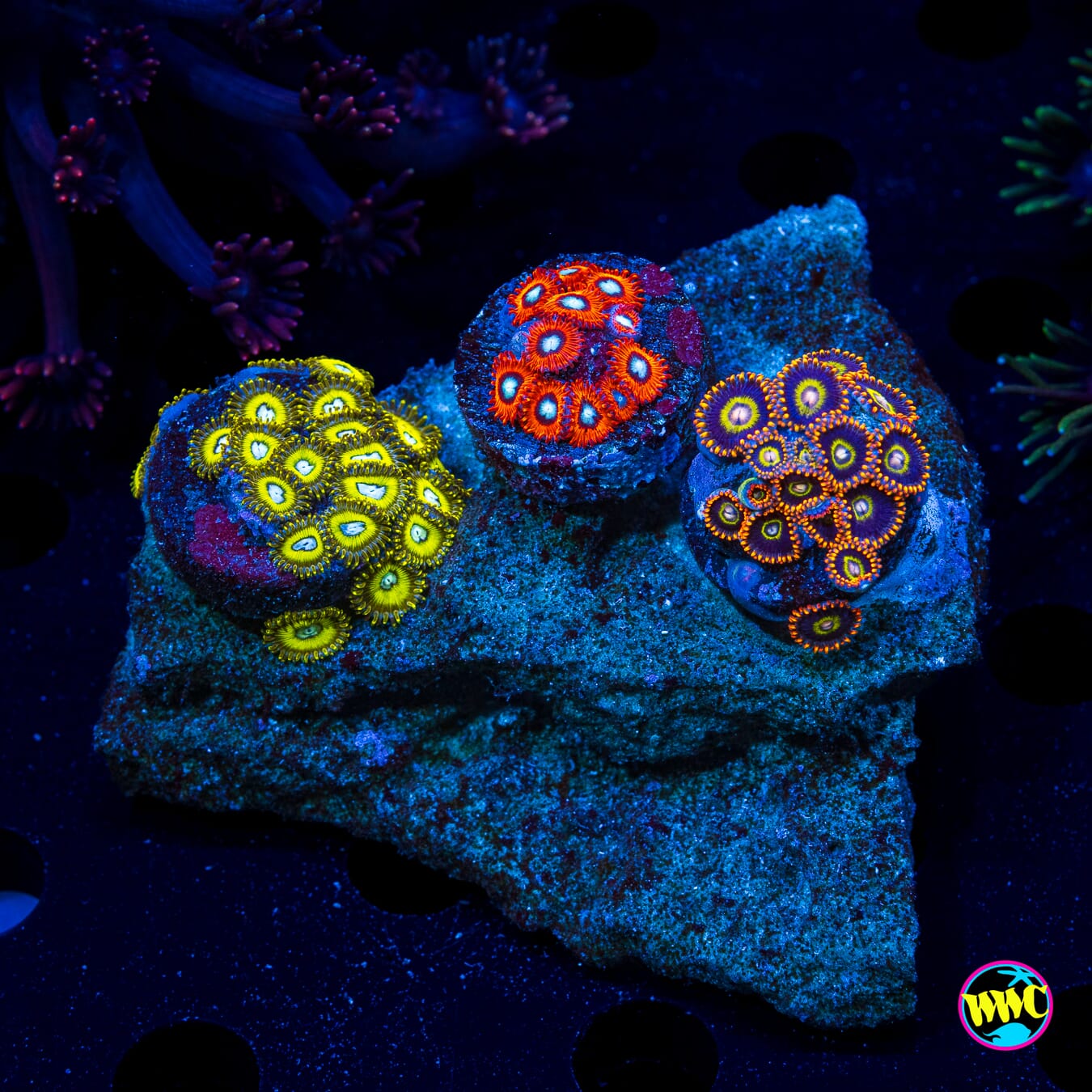 Pikachuz Charmanderz Rainbow Hornet Combo Zoanthids - Daylight Photo