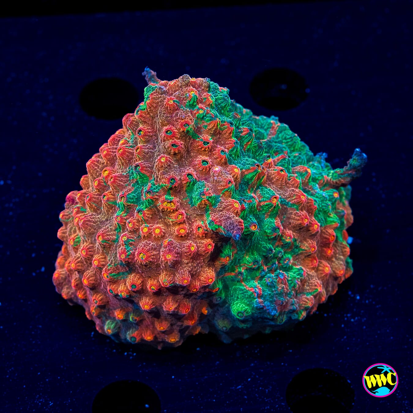 WWC Tutti Fruity Cyphastrea - Daylight Photo