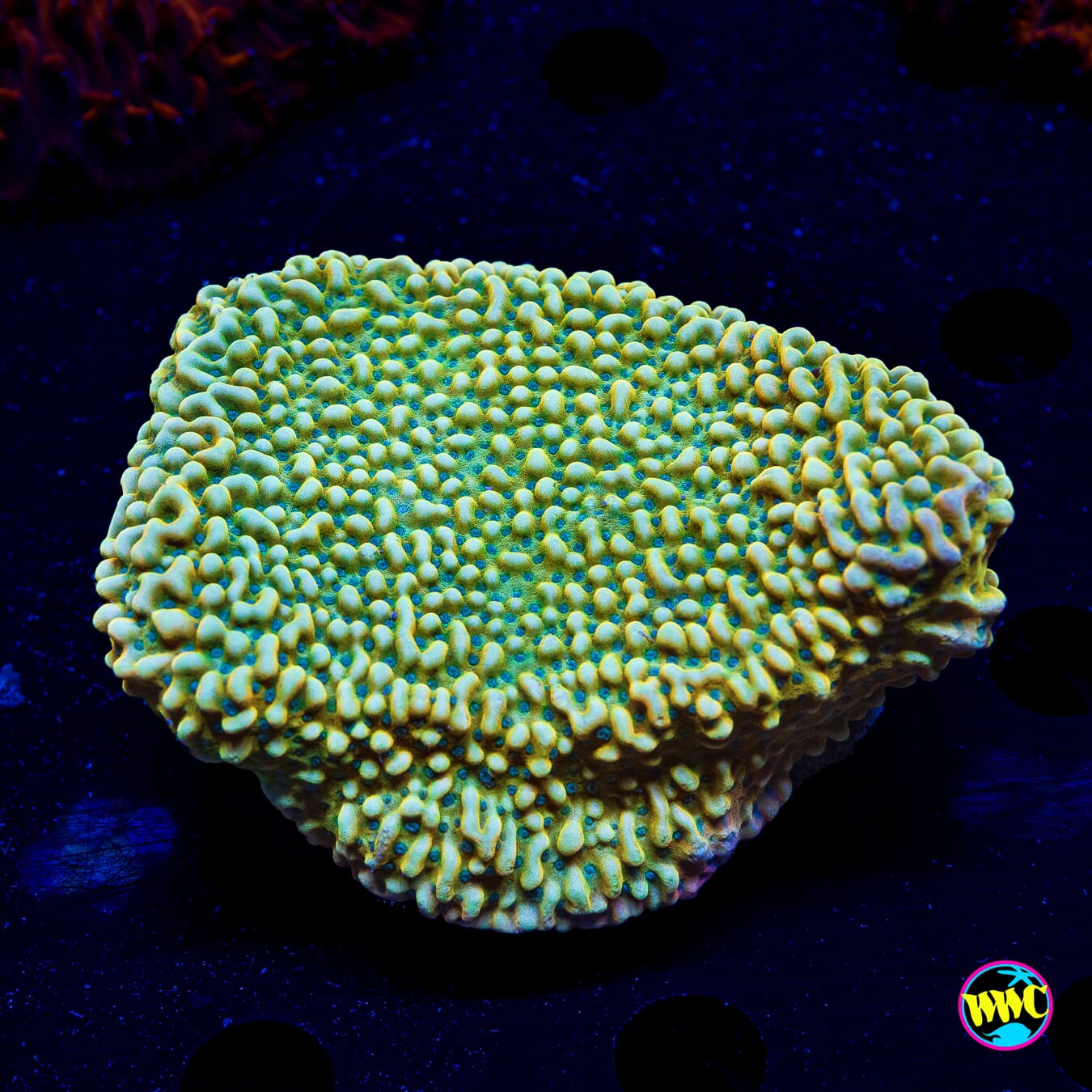 Jason Fox Beach Bum Montipora - Daylight Photo