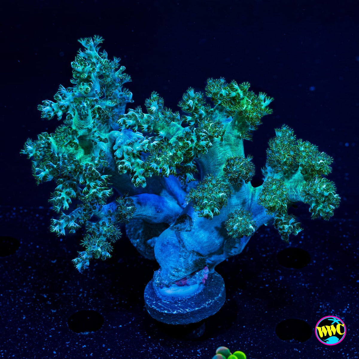 XL WWC Solomon Hairy Leather - Actinic Photo