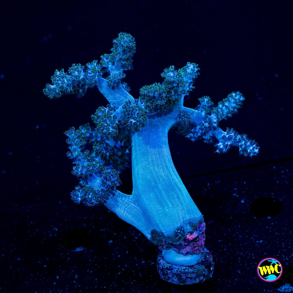 WWC Solomon Hairy Leather - Actinic Photo