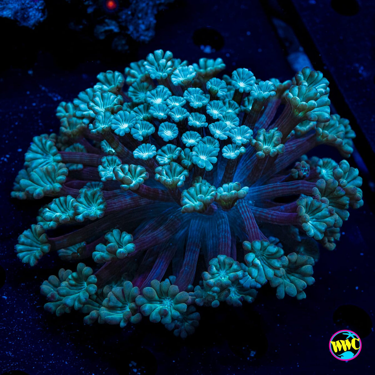 Sandstorm Alveopora - Actinic Photo