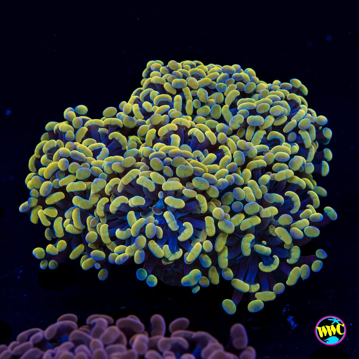 XL Rainbow Branching Hammer - Actinic Photo