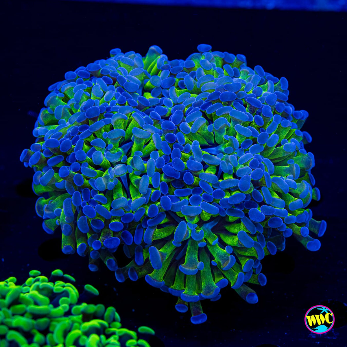 XL Hologram Branching Hammer - Actinic Photo