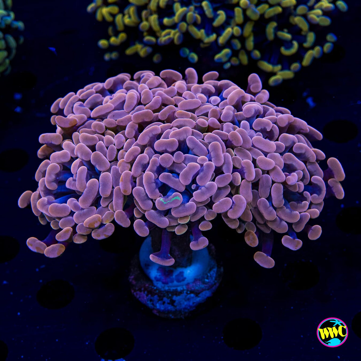 XL Blood Moon Branching Hammer - Actinic Photo