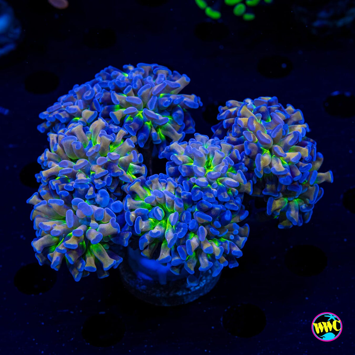 XL Tricolor Branching Hammer - Actinic Photo