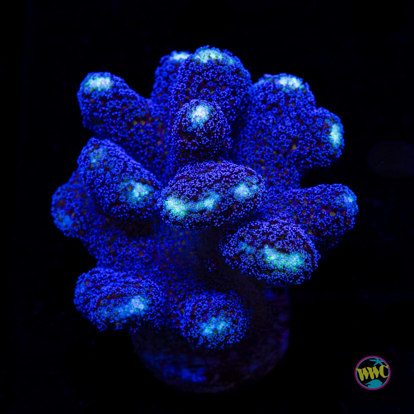 WWC Blue Stylophora - Daylight Photo