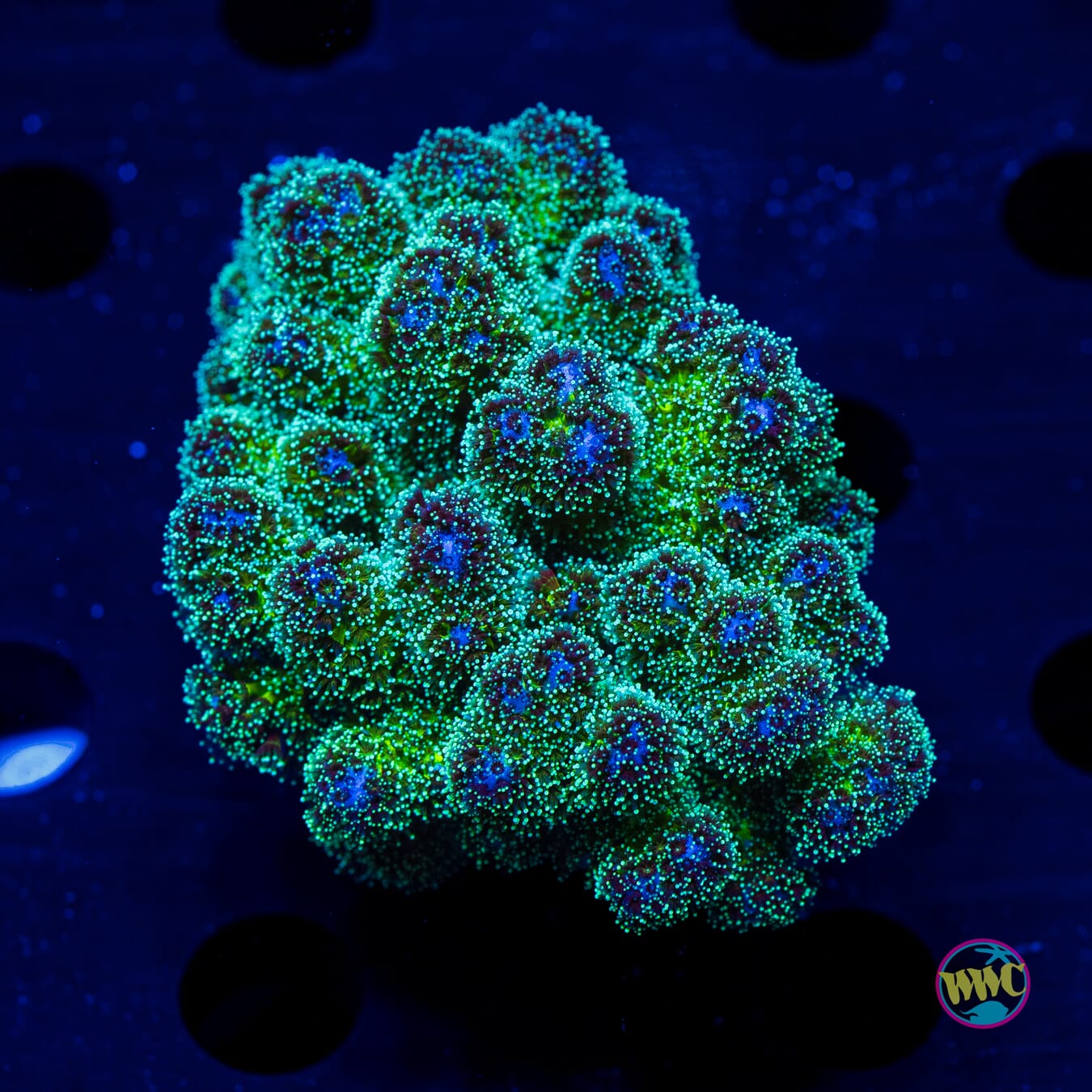 Rainbow Pocillopora - Daylight Photo