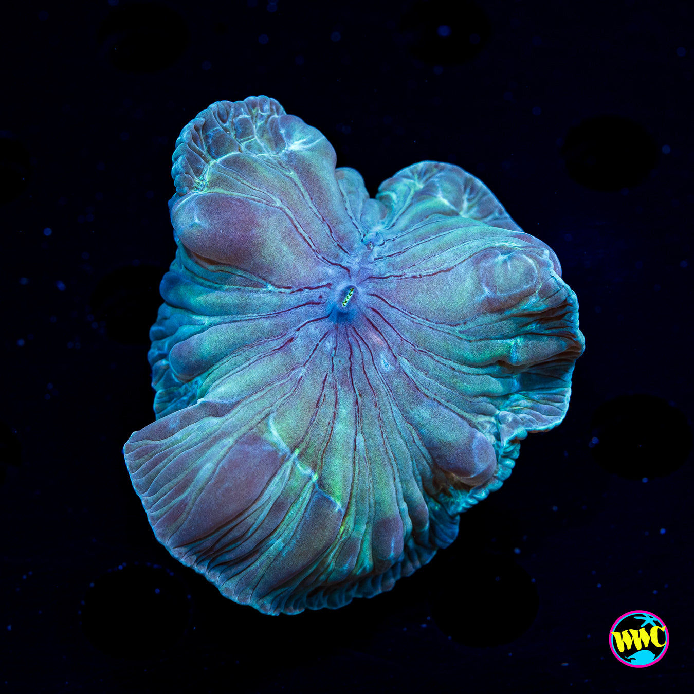 Turquoise Fox Coral
