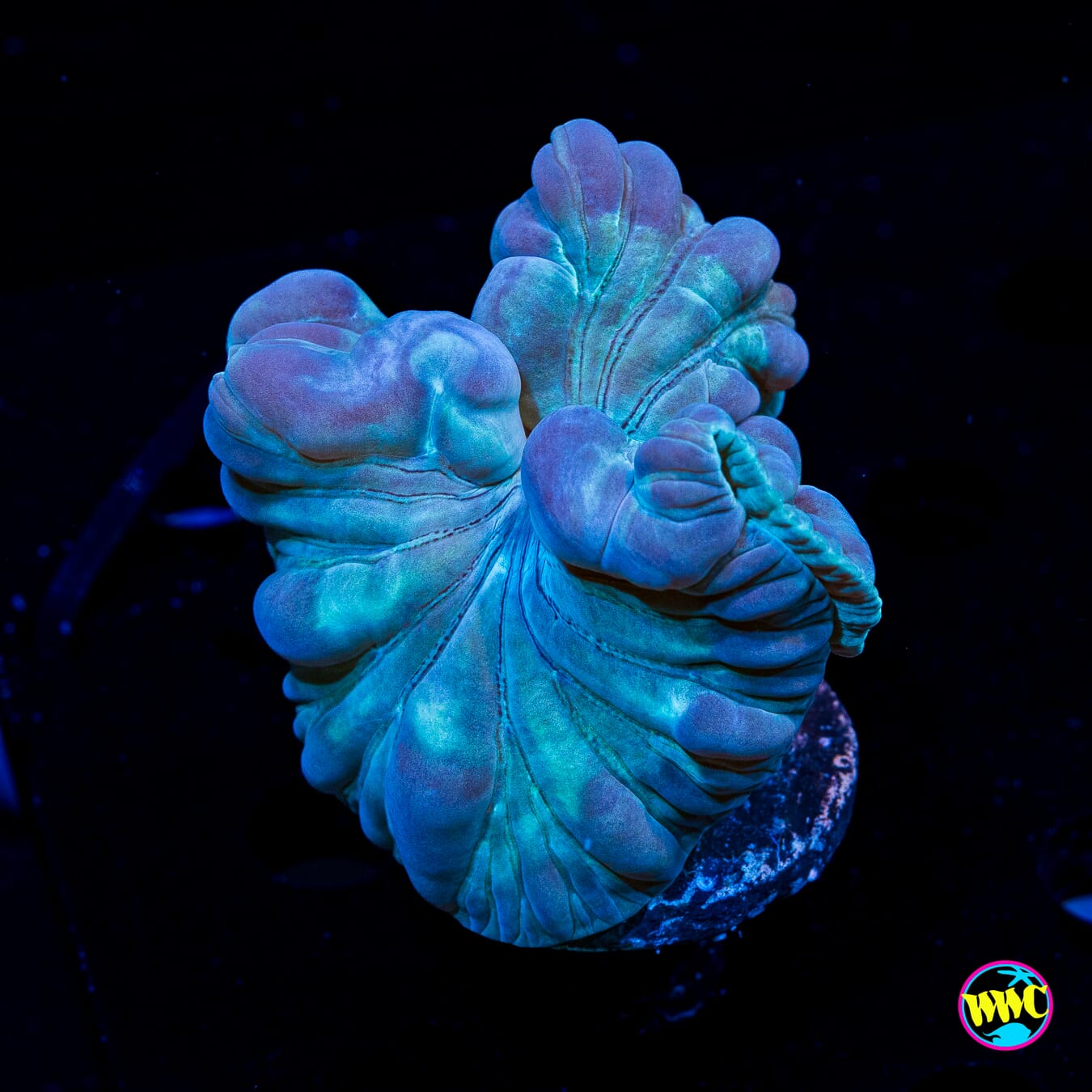 WWC Teal Fox - Daylight Photo