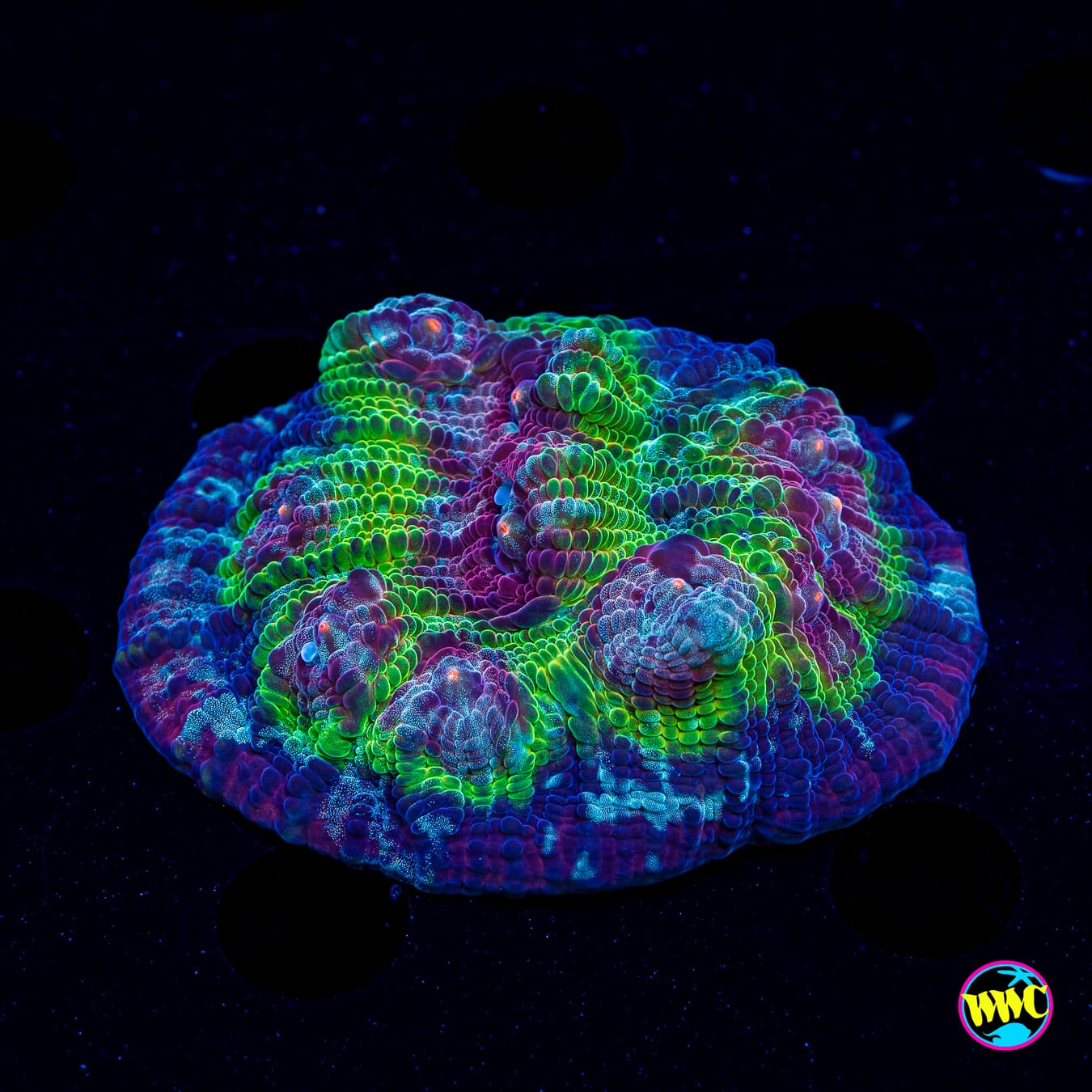 WWC Poison Bomb Chalice - Daylight Photo