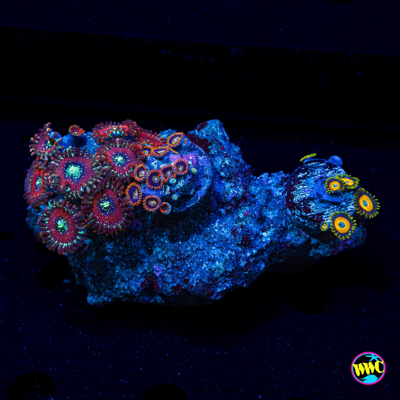 Combo Rock Warlock Rainbow Hornet and Scrambled Eggs Zoanthids - Daylight Photo