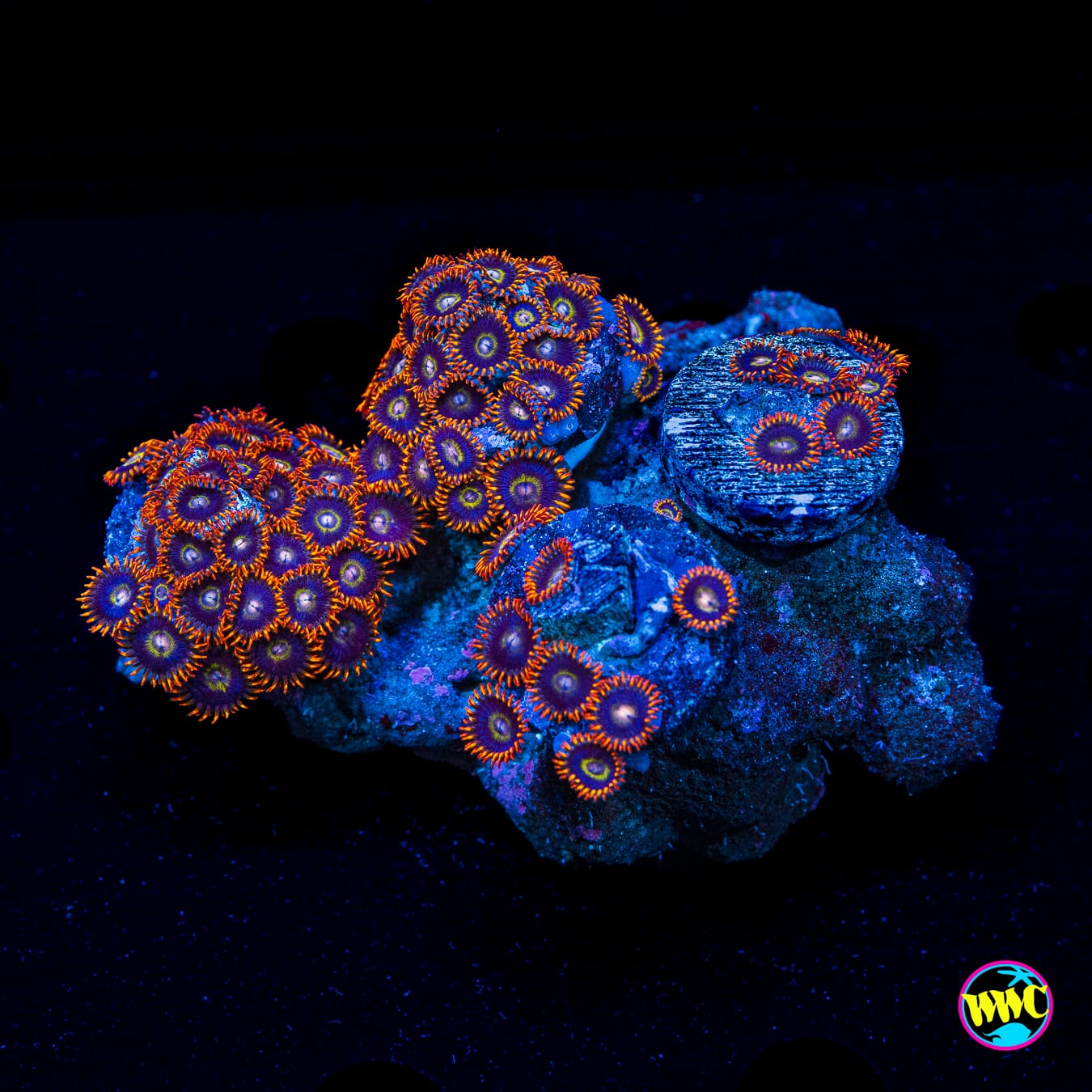 Colony Rock Rainbow Hornet Zoanthids - Daylight Photo