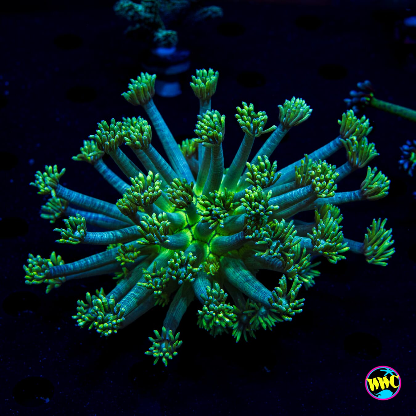Minty Fresh Goniopora - Daylight Photo