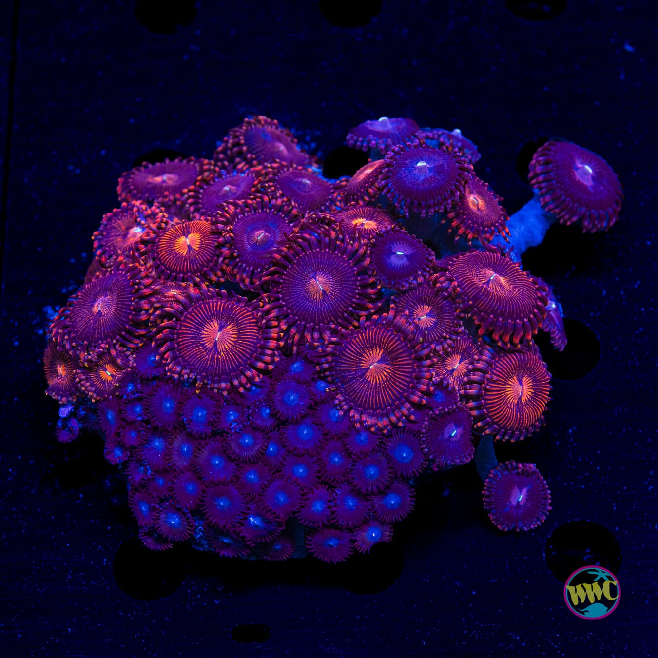 Burning Ember Combo Zoanthids - Actinic Photo